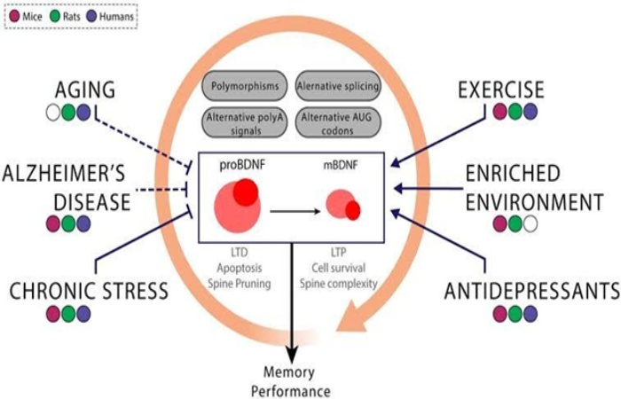 BDNF deficiency