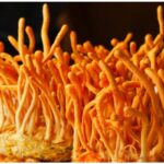 Cordyceps Mushroom