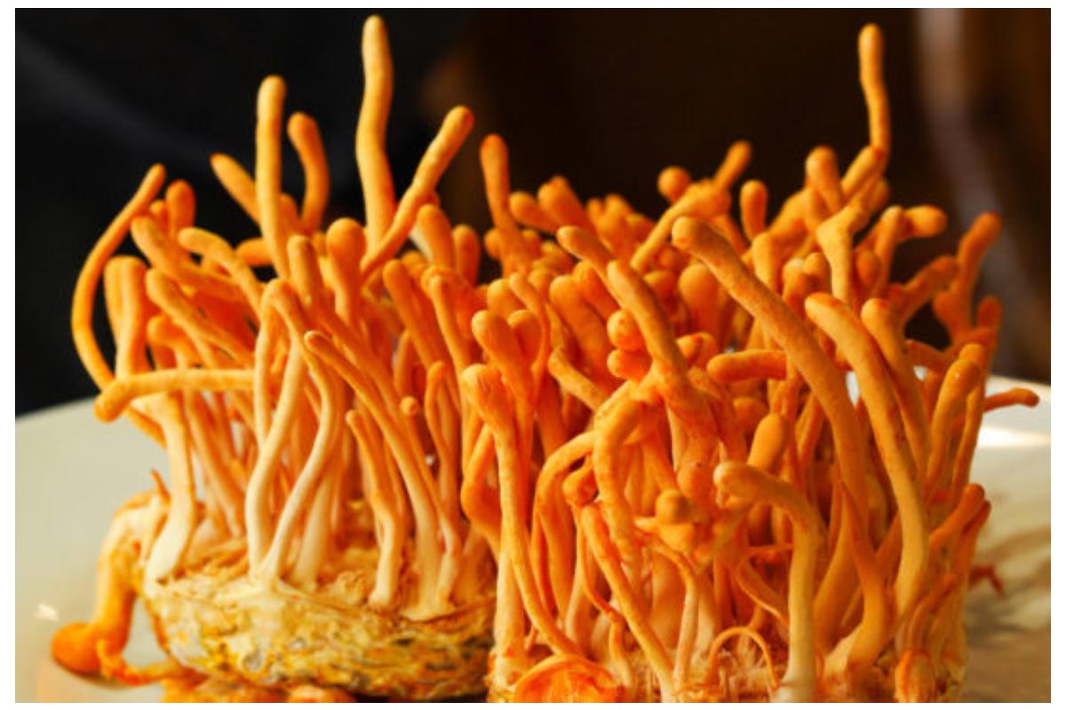 Cordyceps Mushroom