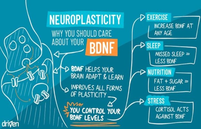 Treatment of BDNF