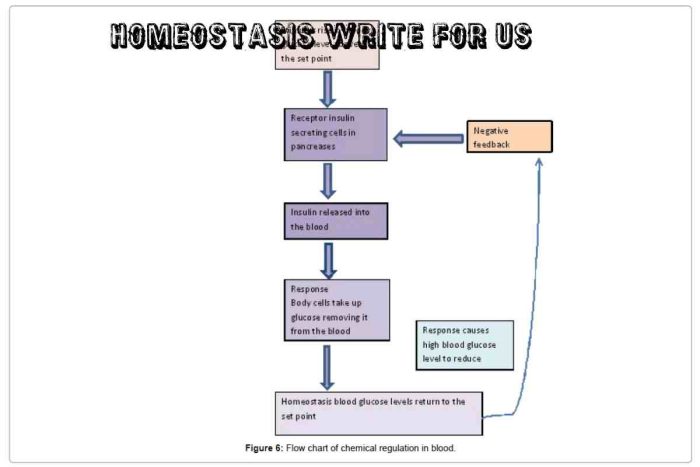 Homeostasis