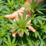 CBD Legal