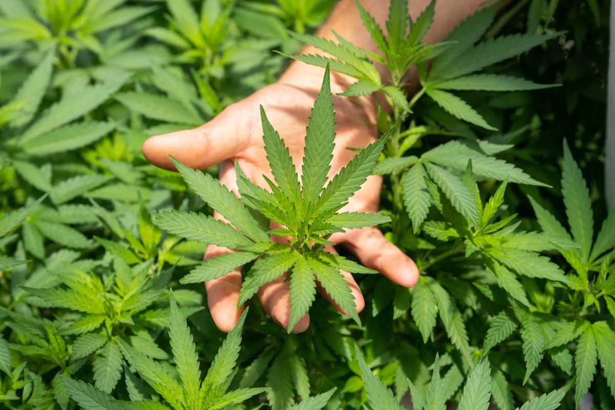 CBD Legal