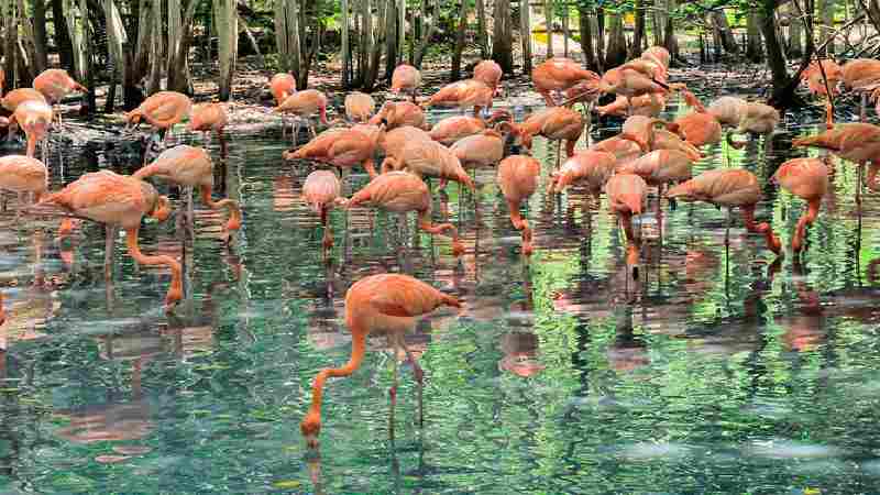 What is Aviario Cartagena: A Bird Lover's Paradise