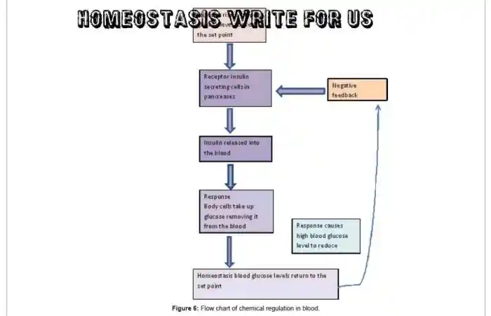 Homeostasis Write For Us 