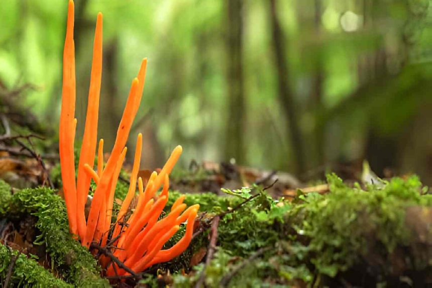 Cordyceps Mushroom Extract Buy Online In Australia